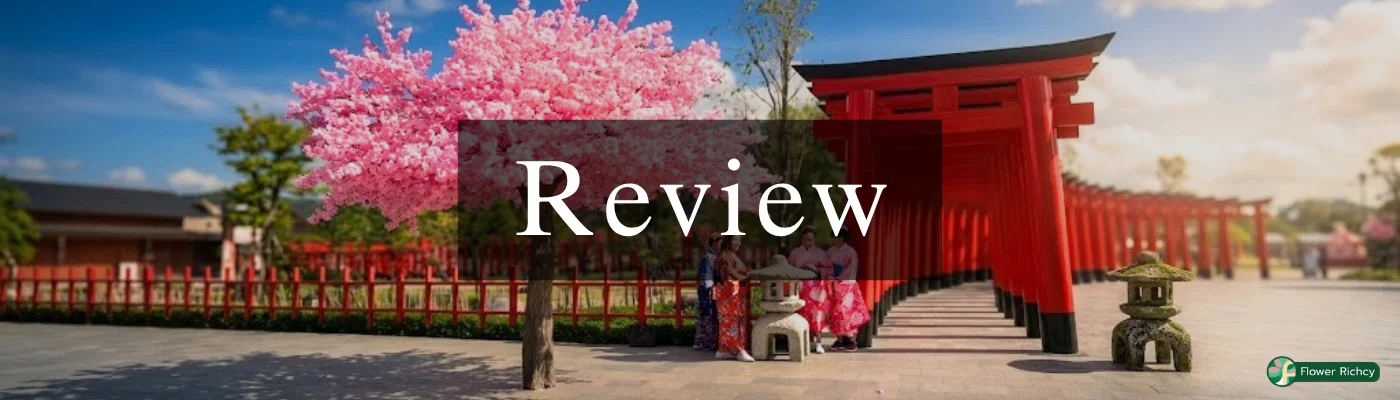 Reviwe sakura