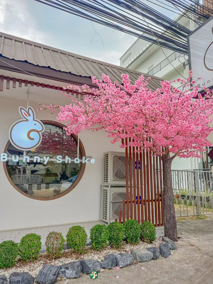 ต้นซากุระ ลำต้นไฟเบอร์ หน้าคาเฟ่