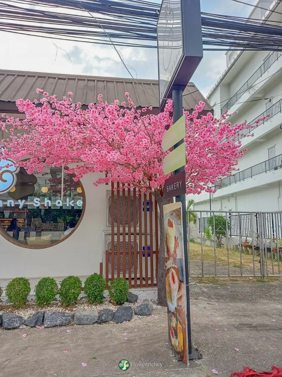 รีวิวงานติดตั้งต้นซากุระปลอมเกรดพรีเมียม หน้าร้านและในร้าน Bunny Shake