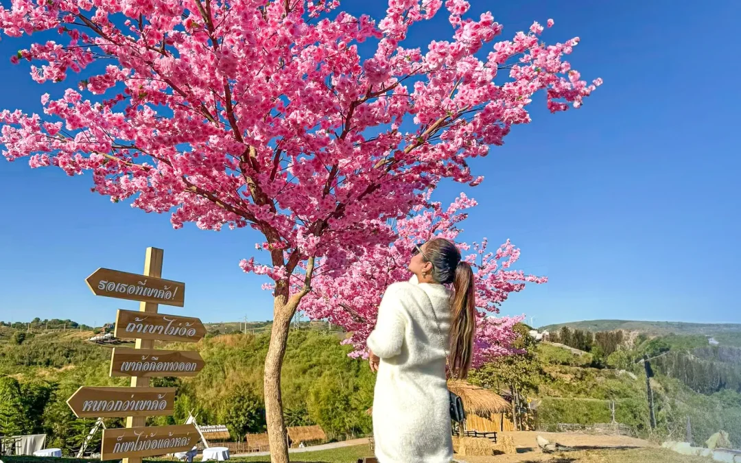 รีวิวซากุระSheep Valley เขาค้อ เพรชบูรณ์